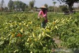 Petani memanen cabai di areal persawahan Desa Pelabuhan, Kecamatan Plandaan, Kabupaten Jombang, Jawa Timur, Sabtu (3/10/2020). Harga cabai di tingkat petani saat ini mengalami kenaikan dari Rp 7 ribu per kilogram menjadi Rp 10 ribu per kilogramnya. Antara Jatim/Syaiful Arif/zk