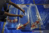 Panitia memasangkan stiker untuk ikan koi yang akan di lombakan saat kontes ikan koi yang bertajuk 