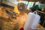 Petugas memberi pakan ke dua ekor burung Merak Hijau (Pavo Muticus) yang berumur satu bulan di Kebun Binatang Bandung, Jawa Barat, Minggu (4/10/2020). Kebun Binatang Bandung menambah dua ekor koleksi baru burung Merak Hijau dari hasil penetasan atau pengembangbiakan melalui mesin inkubator pada awal Agustus 2020. ANTARA JABAR/M Agung Rajasa/agr