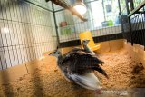 Dua ekor burung Merak Hijau (Pavo Muticus) berumur satu bulan berada di dalam sangkar di Kebun Binatang Bandung, Jawa Barat, Minggu (4/10/2020). Kebun Binatang Bandung menambah dua ekor koleksi baru burung Merak Hijau dari hasil penetasan atau pengembangbiakan melalui mesin inkubator pada awal Agustus 2020. ANTARA JABAR/M Agung Rajasa/agr