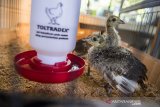 Dua ekor burung Merak Hijau (Pavo Muticus) berumur satu bulan berada di dalam sangkar di Kebun Binatang Bandung, Jawa Barat, Minggu (4/10/2020). Kebun Binatang Bandung menambah dua ekor koleksi baru burung Merak Hijau dari hasil penetasan atau pengembangbiakan melalui mesin inkubator pada awal Agustus 2020. ANTARA JABAR/M Agung Rajasa/agr