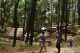 Wisatawan menikmati suasana kawasan hutan pinus Nongko Ijo di lereng Gunung Wilis, Kare, Kabupaten Madiun, Jawa Timur, Minggu (4/10/2020). Pada hari libur objek wisata hutan pinus dengan udaranya yang sejuk tersebut dikunjungi banyak wisatawan dari Madiun dan sekitarnya. Antara Jatim/Siswowidodo/zk