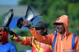 Pemilik melatih merpati balap di Desa Galis, Pamekasan Jawa Timur, Senin (5/10/2020). Menjelang pelombaan merpati balap di daerah itu, para pecinta burung tersebut mulai memberi porsi latihan lebih guna meningkatkan ketahan fisik dan kecepatan saat terbang. Antara Jatim/Saiful Bahri/zk