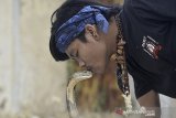Pemimpin padepokan Pecinta Oray Galak (POG) Rizki Disorder mencium kepala ular jenis King Cobra di Kadungora, Kabupaten Garut, Jawa Barat, Jumat (9/10/2020). Latihan tersebut guna meningkatkan fisik ular selama pandemi seiring menurunnya acara seni dan budaya akibat COVID-19. ANTARA JABAR/Candra Yanuarsyah/agr
