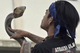 Pemimpin padepokan Pecinta Oray Galak (POG) Rizki Disorder berlatih atraksi ular jenis King Cobra di Kadungora, Kabupaten Garut, Jawa Barat, Jumat (9/10/2020). Latihan tersebut guna meningkatkan fisik ular selama pandemi seiring menurunnya acara seni dan budaya akibat COVID-19. ANTARA JABAR/Candra Yanuarsyah/agr