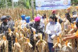 Danlantamal panen jagung di lahan ketahanan pangan