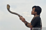 Pemimpin Padepokan Pecinta Oray Galak (POG) Rizki Disorder berlatih atraksi ular jenis King Cobra di Kadungora, Kabupaten Garut, Jawa Barat, Jumat (9/10/2020). Latihan tersebut dilakukan untuk meningkatkan fisik ular selama pandemi seiring menurunnya acara seni dan budaya akibat COVID-19. ANTARA FOTO/Candra Yanuarsyah/agr/wsj.