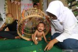 Seorang bayi dimasukkan ke dalam kurungan pada prosesi tradisi Tedak Siten di Kota Kediri, Jawa Timur, Minggu (11/10/2020). Tradisi budaya Jawa saat pertama kali anak belajar menginjakkan kaki ke tanah tersebut dilaksanakan sebagai penghormatan kepada bumi tempat kehidupan sekaligus simbolisasi rasa syukur kepada tuhan. Antara Jatim/Prasetia Fauzani/zk.