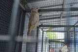 Seekor burung kakatua berada di dalam kadang di kantor Bidang Konservasi Sumber Daya Alam (KSDA) wilayah III Ciamis, Jawa Barat, Selasa (13/10/2020). Bidang KSDA wilayah III Ciamis telah menerima satwa dilindungi yang diserahkan oleh warga secara sukarela berupa satu ekor buaya muara, satu ekor burung kakatua (suku Cacatuidae) dan dua ekor kukang jawa (Nycticebus javanicus) yang nantinya akan direhabilitasi dan dilepasliarkan ke habitatnya. ANTARA JABAR/Adeng Bustomi/agr