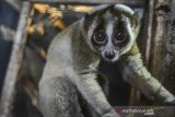 Sekor Kukang Jawa (Nycticebus Javanicus) berada di dalam kadang di kantor Bidang Konservasi Sumber Daya Alam (KSDA) wilayah III Ciamis, Jawa Barat, Selasa (13/10/2020). Bidang KSDA wilayah III Ciamis telah menerima satwa dilindungi yang diserahkan oleh warga secara sukarela berupa satu ekor buaya muara, satu ekor burung kakatua (suku Cacatuidae) dan dua ekor kukang jawa (Nycticebus javanicus) yang nantinya akan direhabilitasi dan dilepasliarkan ke habitatnya. ANTARA JABAR/Adeng Bustomi/agr