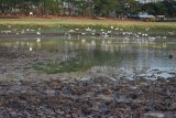 Kawanan burung kuntul mencari ikan di kubangan air yang tersisa di dasar Waduk Saradan, Kabupaten Madiun, Jawa Timur, Minggu (11/10/2020). Waduk Saradan yang dalam kondisi normal mampu mengairi lahan seluas sekitar seribu hektare tersebut sejak dua minggu terakhir tidak difungsikan untuk irigasi, karena kekeringan di waduk tersebut makin meluas higga airnya tak bisa dialirkan melalui pintu air waduk. Antara Jatim/Siswowidodo/zk