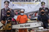 Ungkap Pembalakan Liar Di Lahan Perhutani
