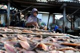 Warga menjemur ikan di Desa Branta Pesisir, Pamekasan, Jawa Timur, Rabu (14/10/2020). Sejak bulan Agustus lalu produksi ikan kering di daerah itu turun dari empat hingga lima ton per hari menjadi sekitar 300 kg hingga 500 kg per hari, karena terkandala cuaca laut. Antara Jatim/Saiful Bahri/zk.