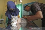 Petugas kesehatan hewan menyuntikkan vaksin rabies secara gratis untuk hewan peliharaan di kantor Dinas Peternakan dan Kesehatan Hewan Kab. Indramayu, Jawa Barat, kamis (15/10/2020). Pemberian vaksin rabies gratis bagi hewan peliharaan tersebut untuk mengantisipasi penyakit rabies sekaligus memperingati Hari Rabies Sedunia. ANTARA JABAR/Dedhez Anggara/agr