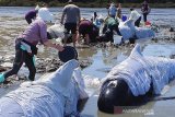 Sri Lanka selamatkan 100 ikan paus terdampar