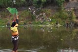 Petugas menebar ikan lele di Sungai Madiun, Kota Madiun, Jawa Timur, Minggu (18/10/2020). Wali Kota Madiun Maidi bekerjasama dengan komunitas pemancing menebar dua kuintal ikan lele di Sungai Madiun tersebut dimaksudkan untuk memberikan hiburan bagi warga memancing secara gratis guna meningkatkan imunitas dan gizi warganya pada masa pandemi COVID-19. Antara Jatim/Siswowidodo/zk.