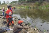 Sejumlah orang memancing ikan lele secara gratis di Sungai Madiun, Kota Madiun, Jawa Timur, Minggu (18/10/2020). Wali Kota Madiun Maidi bekerjasama dengan komunitas pemancing menebar dua kuintal ikan lele di Sungai Madiun tersebut dimaksudkan untuk memberikan hiburan bagi warga memancing secara gratis guna meningkatkan imunitas dan gizi warganya pada masa pandemi COVID-19. Antara Jatim/Siswowidodo/zk.