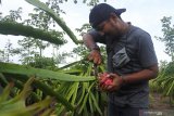 Wisatawan memetik buah naga di Kebun Buah Naga Desa Sumberasri, Purwoharjo Banyuwangi, Jawa Timur, Sabtu (17/10/2020). Wisatawan memilih berlibur di kawasan persawahan dan pedesaan yang jauh dari keramaian orang sebagai alternatif wisata edukasi di tengah pandemi COVID-19. Antara Jatim/Seno/zk.