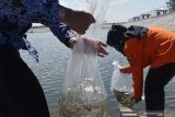 Petugas menebar benih ikan bantuan dari Pemprov Jawa Timur di Embung Pilangbango Kota Madiun, Jawa Timur, Selasa (20/10/2020). Pemprov Jawa Timur melalui Dinas Kelautan dan Perikanan memberikan bantuan 130 ribu benih ikan jenis lokal antara lain tawes, nila, tombro, wader cengkareng guna meningkatkan konsumsi ikan bagi masyarakat. Antara Jatim/Siswowidodo/zk