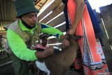 VAKSINASI BRUCELLA MASSAL DI KOLAKA
