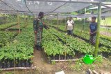 Babinsa Koramil Yapen Barat lakukan pendampingan poktan Wansuh