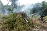 Petugas Badan Narkotika Nasional Provinsi Aceh bersama TNI dan Polri memusnahkan tanaman ganja dengan cara di bakar saat operasi narkotika di perbukitan Gunung Seulawah, Kecamatan Seulimum, Kabupaten Aceh Besar, Aceh, (22/10/2020). Dalam operasi tersebut, BNN provinsi Aceh memusnahkan sekitar seluas 3,5 hektare ladang ganja atau sekitar 15 ribu batang tanaman ganja di pegunungan Seulawah tersebut, sedangkan pemilik tanaman ganja tidak berhasil ditangkap. ANTARA FOTO/Ampelsa