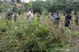 Kepala Badan Narkotika Nasional Provinsi Aceh, Heru Pranoto (kanan) bersama TNI dan Polri memusnahkan tanaman ganJa dengan cara di bakar saat operasi narkotika di perbukitan Gunung Seulawah, Kecamatan Seulimum, Kabupaten Aceh Besar, Aceh, (22/10/2020). Dalam operasi tersebut, BNN provinsi Aceh memusnahkan sekitar seluas 3,5 hektare ladang ganja atau sekitar 15 ribu batang  tanaman ganja  di pegunungan Seulawah tersebut, sedangkan pemilik tanaman ganja tidak berhasil ditangkap. ANTARA FOTO/Ampelsa