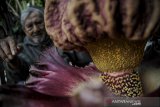 Pemilik rumah, Iswara (82) menunjukan sebuah bunga bangkai raksasa jenis Amorphophallus paeoniifolius yang mekar di pekarangan rumahnya di Arcamanik, Bandung, Jawa Barat, Senin (26/10/2020). Pemilik rumah mengatakan bunga bangkai setinggi 60 sentimeter tersebut ditemukan pertama kali pada 23 Oktober 2020 setelah sebelumnya dia menanam tanaman suweg (sejenis porang) di pot rumahnya 12 tahun yang lalu. ANTARA JABAR/Raisan Al Farisi/agr