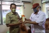 Kepala Dinas Komunikasi dan Informatika (Diskominfo) Kabupaten Tanah Laut Rudi Ismanto (kiri) menerima tumbler Antara Kalsel yang diserahkan Kepala LKBN Antara Biro Kalimantan Selatan Nurul Aulia Badar (kanan) saat berkunjung ke Kantor Diskominfo Tanah Laut di Kabupaten Tanah Laut, Kalimantan Selatan, Selasa (27/10/2020). Kunjungan dan silahturrahmi Kepala Biro tersebut dalam rangka meningkatkan hubungan dan kerjasama dengan pemerintah Kabupaten Tanah Laut. Foto Antaranews Kalsel/Bayu Pratama S.