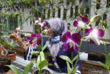Seorang pengunjung melihat tanaman anggrek di Raung Orchid, Desa Jambewangi, Sempu, Banyuwangi, Jawa Timur, Rabu (28/10/2020). Tanaman anggrek yang dijual Rp20.000 sampai Rp125.000 per tanaman itu meningkat penjualannya akibat semakin banyak masyarakat meminati berkebun dengan tersedianya waktu luang di rumah dampak pandemi COVID-19. Antara Jatim/Seno/zk