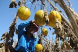 Petani memanen buah melon sisa musim tahun ini di Desa Galis, Pamekasan, Jawa Timur, Kamis (29/10/2020). Buah melon yang sebelumnya dipasarkan ke sejumlah daerah dan sebagian dijadikan lahan wisata petik buah itu, harganya turun dari Rp15 ribu menjadi Rp12 ribu per kg karena memasuki musim hujan. Antara Jatim/Saiful Bahri/zk