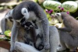 Seekor Lemur (Lemur catta) mengasuh anaknya yang baru berumur tiga hari dalam perayaan Hari Lemur Sedunia di Bali Zoo, Gianyar, Kamis (29/10/2020). Kebun binatang tersebut dalam rentang waktu tiga tahun berhasil mengembangbiakkan delapan ekor dari lima induk Lemur yaitu empat betina dan satu jantan untuk konservasi satwa endemik Madagaskar itu sekaligus sebagai daya tarik pariwisata. ANTARA FOTO/Nyoman Hendra Wibowo/nym.