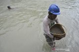 Penambang pasir tradisional membawa pasir dari sungai Cikaso, Pameungpeuk, Kabupaten Garut, Jawa Barat, Jumat (30/20/2020). Penambang pasir mampu mengumpulkan satu hingga tiga meter kubik pasir per harinya dengan upah Rp 60 ribu per meter kubik. ANTARA JABAR/Candra Yanuarsyah/agr