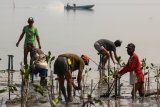 Warga menanam bibit tanaman Mangrove di pantai di kawasan Greges, Surabaya, Jawa Timur, Sabtu (31/10/2020). Kegiatan bersih-bersih sampah plastik serta menanam bibit tanaman Mangrove yang dilakukan Jaga Segara bersama sejumlah mahasiswa dan warga setempat tersebut wujud kepedulian terhadap lingkungan di kawasan pantai. Antara Jatim/Didik/Zk