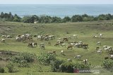 Sejumlah ternak sapi mencari makan di Bukit Teletubbies Sayang Heulang, Pameungpeuk, Kabupaten Garut, Jawa Barat, Sabtu (31/10/2020). Bukit Teletubbies yang berada satu kawasan dengan pantai Sayang Heulang tersebut menjadi ladang penggembalaan ternak sapi milik warga setempat dan sebagian tempat menjadi lahan pembuangan sampah. ANTARA JABAR/Candra Yanuarsyah/agr