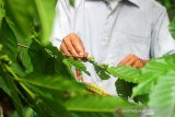 Petani memetik kopi jenis robusta di hutan kopi Bukit Batas Dusun Tiwingan Baru, Kecamatan Aranio, Kabupaten Banjar, Kalimantan Selatan, Minggu (1/11/2020). Kabupaten Banjar, utamanya kawasan sekitar hutan bukit batas berpotensi menjadi penghasil kopi di Kalimantan Selatan karena banyak tumbuh tanaman kopi jenis robusta dengan ketinggian areal tanam 200-800 mdpl dan harga ditingkat petani berkisar 30 ribu hingga 35 ribu per kilogram. Foto Antaranews Kalsel/Bayu Pratama S.ANTARA FOTO/BAYU PRATAMA S (ANTARA FOTO/BAYU PRATAMA S)