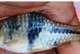 Ikan asli Sumatera masih hidup alami di sungai Desa Negara Batin, Lampung Timur