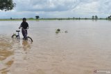 Warga melintas di dekat areal persawahan yang terendam banjir di Kwadungan, Ngawi, Jawa Timur, Senin (2/11/2020). Banjir Sungai Madiun mengakibatkan sejumlah ruas jalan dan ratusan hektare sawah dengan tanaman padi siap panen di wilayah tersebut terendam. Antara Jatim/Siswowidodo/zk