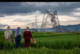 Sejumlah petani melihat menara Saluran Udara Tegangan Ekstra Tinggi (SUTET) 136 transmisi 500 KV jaringan Batang-Ungaran milik PT PLN (Persero) yang roboh di area persawahan Desa Kebumen, Tersono, Batang, Jawa Tengah, Senin (2/11/2020). Menara SUTET yang masih dalam tahap pengerjaan penarikan kabel jaringan transmisi itu roboh pada Minggu (1/11) kemarin yang menyebabkan satu petani luka ringan dan satu lagi trauma. Sementara itu pihak kontraktor bersama kepolisian masih menyelidiki peristiwa tersebut. ANTARA FOTO/Aji Styawan/nym.