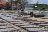 Pekerja menjemur ikan di Desa Polagan, Pamekasan, Jawa Timur, Selasa (3/11/2020). Dalam sepekan terakhir produksi ikan teri paron dan wilis di daerah itu mulai meningkat antara 0,5 ton hingga 2 ton per hari. Kedua jenis ikan itu kemudian dipasarkan ke daerah Solo dan sekitarnya dengan harga Rp8.000 per kg untuk ikan wilis kering, dan Rp65.000 per kg teri paron kering. Antara Jatim/Saiful Bahri/zk