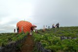 Strawberry Garden in Solok becomes a new tourist attraction