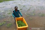 Petani memanen dini tanaman cabai miliknya yang terendam air banjir di Desa Tinggar, Kecamatan Perak, Kabupaten Jombang, Selasa (3/11/2020). 50 hektare tanaman cabai terpaksa dipanen dini sebelum waktunya karena terendam air banjir, untuk menghindari kerugian cukup besar. Antara Jatim/Syaiful Arif/zk