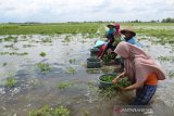 Petani memanen dini tanaman cabai miliknya yang terendam air banjir di Desa Tinggar, Kecamatan Perak, Kabupaten Jombang, Selasa (3/11/2020). 50 hektare tanaman cabai terpaksa dipanen dini sebelum waktunya karena terendam air banjir, untuk menghindari kerugian cukup besar. Antara Jatim/Syaiful Arif/zk