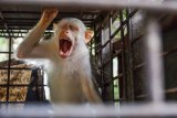 Seekor kera yang mengalami kelainan genetik sehingga kulitnya berwarna putih (albino) berada di kandang transit Balai Besar Konservasi Sumber Daya Alam (BBKSDA) Riau di Kota Pekanbaru, Riau, Senin (2/11/2020). Kera albino tersebut meski bukan satwa dilindungi namun termasuk satwa yang langka karena kelainan genetiknya sehingga kerap diperdagangkan secara ilegal hingga ke luar negeri. ANTARA FOTO/FB Anggoro/wsj.