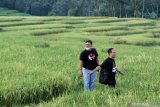 Pengunjung menikmati suasana di persawahan terasiring Songgo Langit, Licin, Banyuwangi, Jawa Timur, Selasa (3/11/2020). Warga sekitar mengatakan, sejak masa pandemi COVID-19 kawasan persawahan terasiring di kaki Gunung Ijen itu banyak dikunjungi warga untuk melepas penat. Antara Jatim/Budi Candra Setya/zk