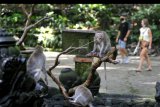 Wisatawan mengamati kera ekor panjang (Macaca fascicularis) saat mengunjungi Monkey Forest Ubud, Gianyar, Bali, Kamis (5/11/2020). Objek wisata unggulan di kawasan Ubud tersebut resmi dibuka kembali untuk kunjungan wisatawan setelah sempat ditutup sejak akhir bulan Maret lalu akibat pandemi COVID-19. ANTARA FOTO/Fikri Yusuf/nym