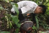 Dua pekan kedepan, Bunga Rafflesia mekar berukuran 100 centimeter