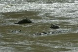 Buaya liar yang terjerat ban sepeda motor kembali menampakkan diri di Sungai Palu di Palu, Sulawesi Tengah, Rabu (4/11/2020). Buaya yang terjerat ban sejak tahun 2016 dan selalu gagal ditangkap untuk diselamatkan itu kembali muncul pada sebuah tempat yang diduga menjadi sarangnya. ANTARA FOTO/Mohamad Hamzah/foc.