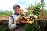 Petani Sumsel tertarik tanam jahe  karena harga Rp20.000/Kg