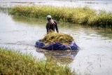 Petani memanen tanaman padi yang terendam banjir di persawahan desa Kedungringin, Beji, Pasuruan, Jawa Timur, Selasa (3/11/2020). Banjir akibat hujan deras beberapa hari terakhir merendam tanaman padi sehingga sebagian besar padi rusak dan terancam gagal panen. ANTARA FOTO/Umarul Faruq/foc.